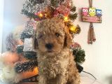 Orjinal Poodle Bebeğim Ailesini Bekliyor