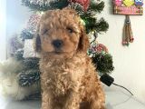Orjinal Poodle Bebeğim Ailesini Bekliyor