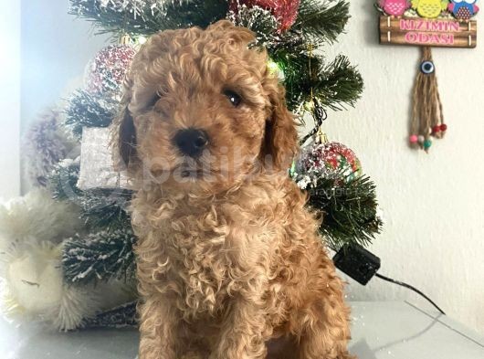 Orjinal Poodle Bebeğim Ailesini Bekliyor görsel
