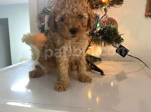Orjinal Poodle Bebeğim Ailesini Bekliyor görsel