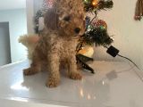 Orjinal Poodle Bebeğim Ailesini Bekliyor