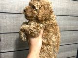 Veteriner kontrolünde teslime açık safkan Toy Poodle Yavrum