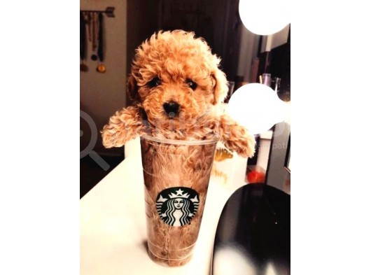 Tooy Poodle Yavrumuz 0 Teacup 
