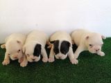 Safkan French Buldog Yavrular