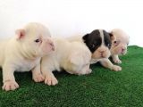Safkan French Buldog Yavrular