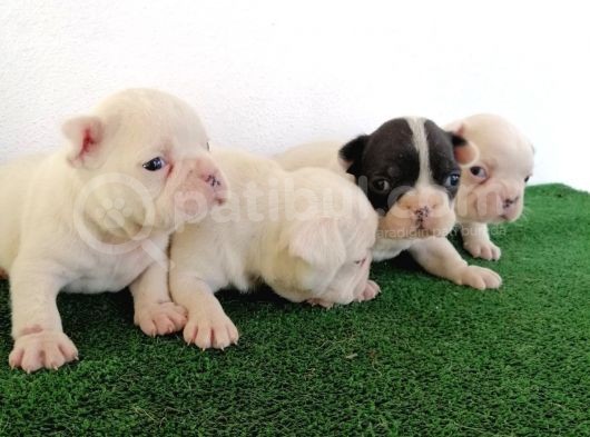 Safkan French Buldog Yavrular görsel