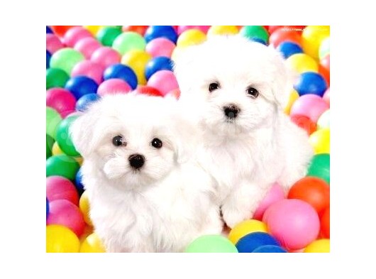 Maltesse Terrier Cinsi Güzel Yavrular 