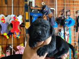 Mmükemmel Kalitede Labrador Bebekler Için Acele Edin