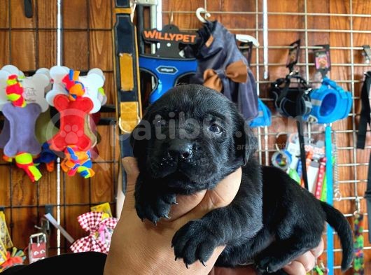 Mmükemmel Kalitede Labrador Bebekler Için Acele Edin görsel