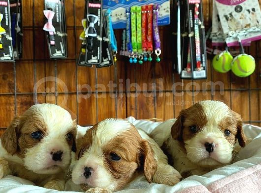 Mükemmel Kalitede Cavalier Bebekler Için Acele Edin