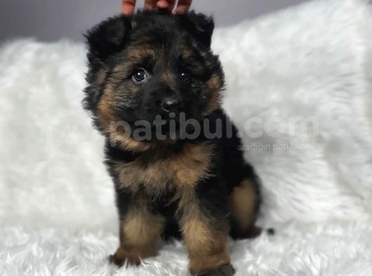 A Kalite Alman Kurdu Yavrular görsel