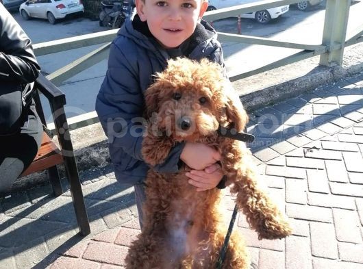 Red Poodle görsel