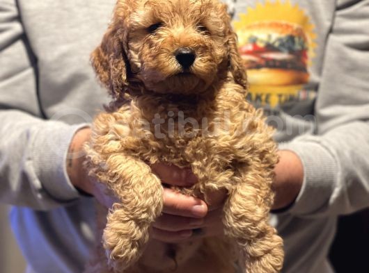 A Class Secereli Yarışma Köpeği Red Erkek Yavrular görsel