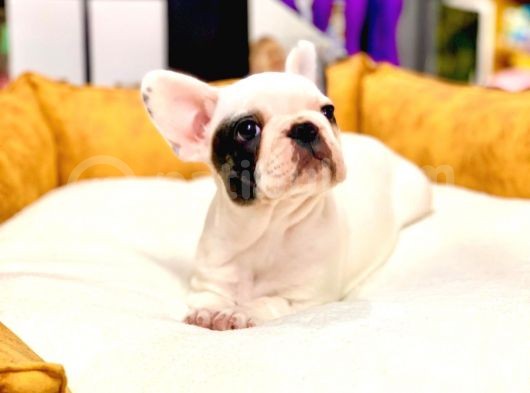 Eşsi̇z Güzelli̇kte Orji̇nal Safkan French Bulldog Yavrular görsel