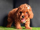 Dark Brown Poodle Yavrular 