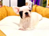 DİŞİ VE ERKEK FRENCH BULLDOG YAVRULARIMIZ