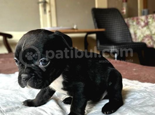 Safkan French Bulldog Yavrular Lilac Tan Brown Merle Mini