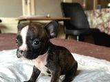 Safkan French Bulldog Yavrular Lilac Tan Brown Merle Mini