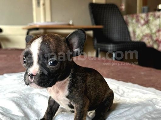Safkan French Bulldog Yavrular Lilac Tan Brown Merle Mini görsel