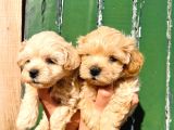 Aile Ev Ortamına Uygun Maltipoo Yavrularım