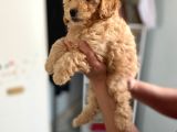 Apricot Toy Poodle Kız Bebeğim Ailesini Bekliyor