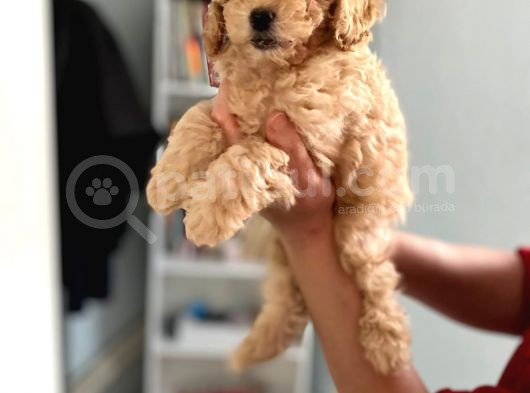 Apricot Toy Poodle Kız Bebeğim Ailesini Bekliyor görsel