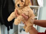 Apricot Toy Poodle Kız Bebeğim Ailesini Bekliyor
