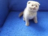 Scoothi̇ş Fold Li̇lak Scoothi̇ş Old Lynx Poi̇nt