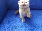 Scoothi̇ş Fold Li̇lak Scoothi̇ş Old Lynx Poi̇nt