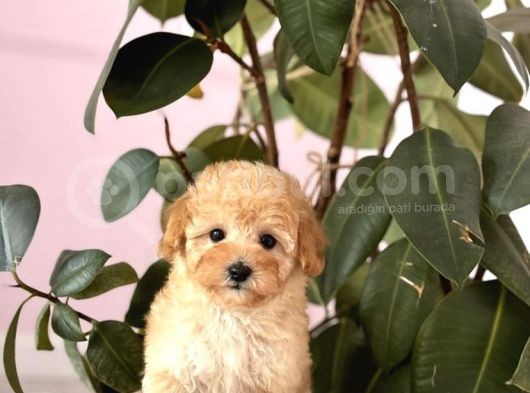 Ped Eği̇ti̇mli̇ Malti̇poo Yavrulari