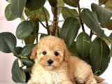 Ped Eği̇ti̇mli̇ Malti̇poo Yavrulari