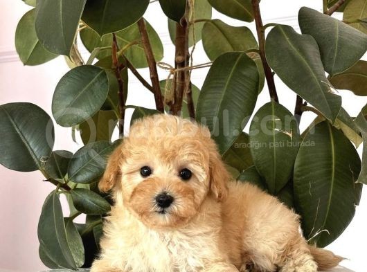 Ped Eği̇ti̇mli̇ Malti̇poo Yavrulari görsel