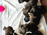 Safkan French Bulldog Yavrular Lilac Tan Brown Merle Mini