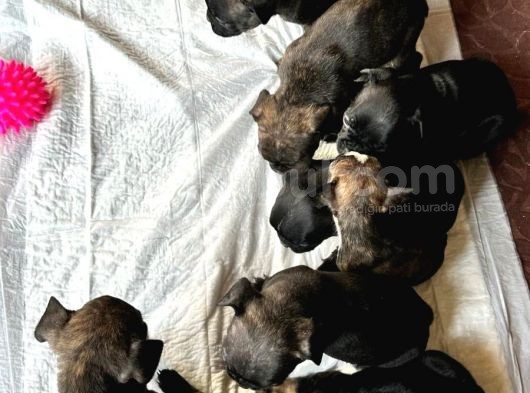 Safkan French Bulldog Yavrular Lilac Tan Brown Merle Mini görsel