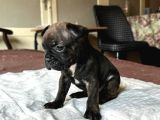 Safkan French Bulldog Yavrular Lilac Tan Brown Merle Mini