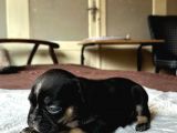 Safkan French Bulldog Yavrular Lilac Tan Brown Merle Mini