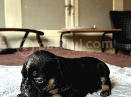 Safkan French Bulldog Yavrular Lilac Tan Brown Merle Mini görsel