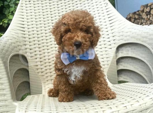 Orji̇nal Mi̇nyatür Poodle Yavrular görsel
