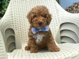 Orji̇nal Mi̇nyatür Poodle Yavrular