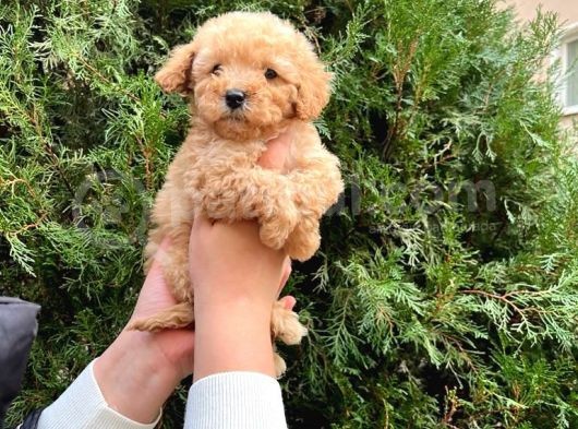 Safkan Ve Irk Garanti̇li Maltipoo Yavrular görsel