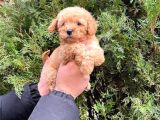 SAFKAN VE IRK GARANTİli maltipoo yavrular