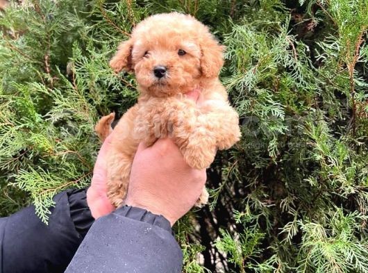 Safkan Ve Irk Garanti̇li Maltipoo Yavrular