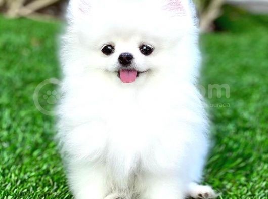Pomerri̇an Boo Ayi Suratli 