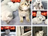 Aile Sıcaklığnda Büyüyen  British Shorthair Yvrlar