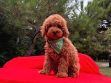 Sevi̇mli̇ Mi̇nyatür Poodle Yavrular