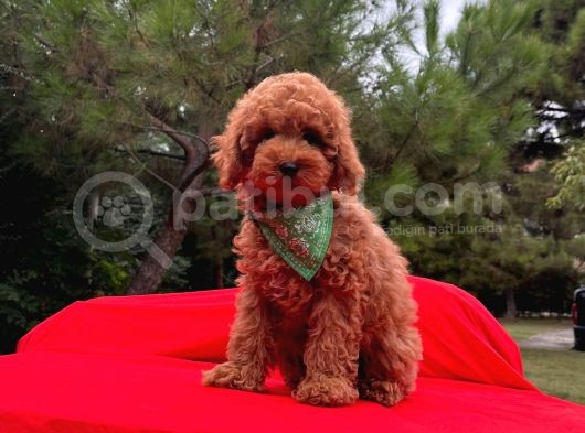Sevi̇mli̇ Mi̇nyatür Poodle Yavrular görsel
