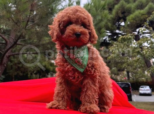 Sevi̇mli̇ Mi̇nyatür Poodle Yavrular