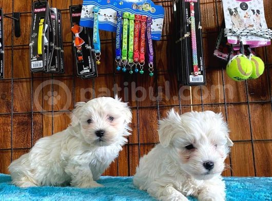 Safkan Maltese Terri̇er Bebekler Sifir Numara