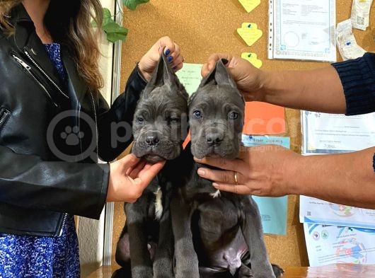 KARİZMA CANE CORSO ERKEK YAVRULAR