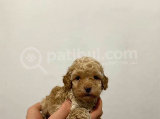 Tooy Poodle Yavrumuz 0 Teacup 